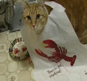 Can Cats Eat Imitation Crab Can Cats Eat Imitation Crab